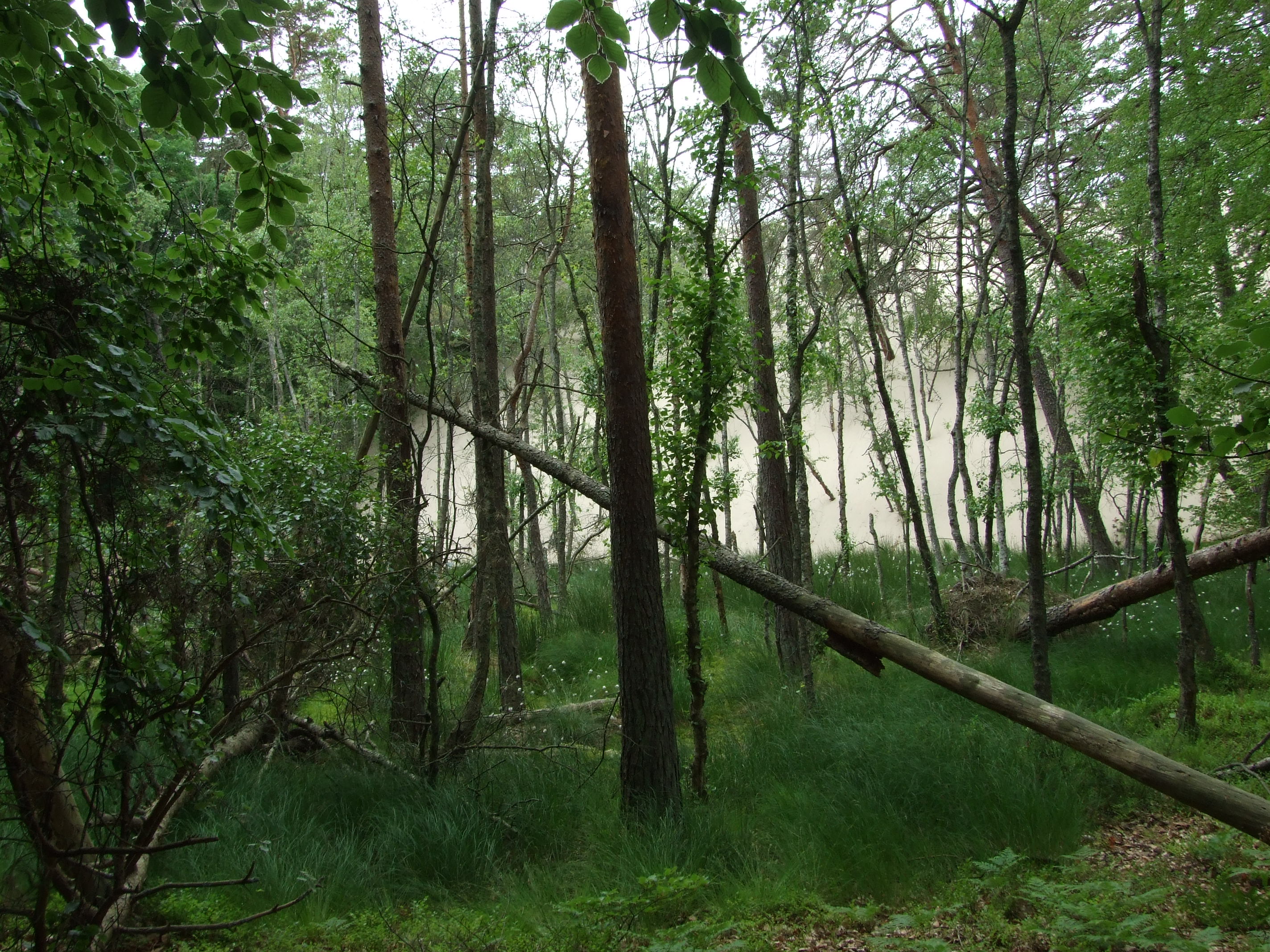 Alder forest buried by dune